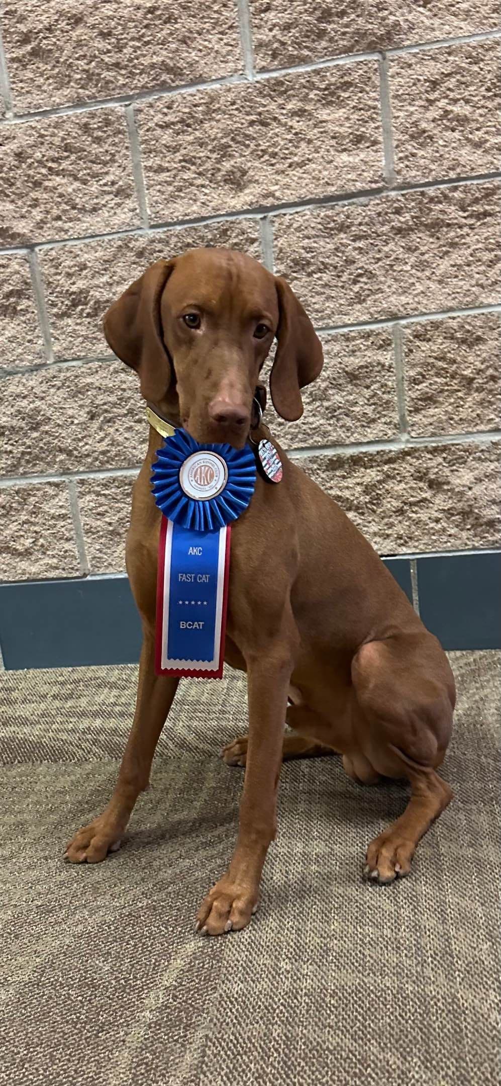 Vizsla Puppies breeder image 12
