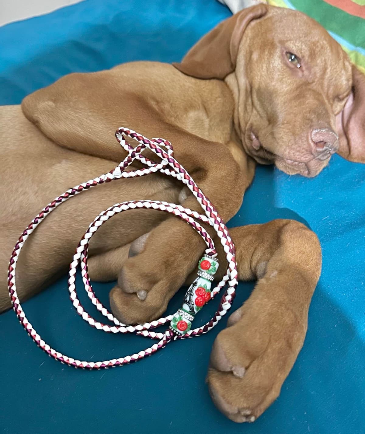 Vizsla Puppies breeder image 13