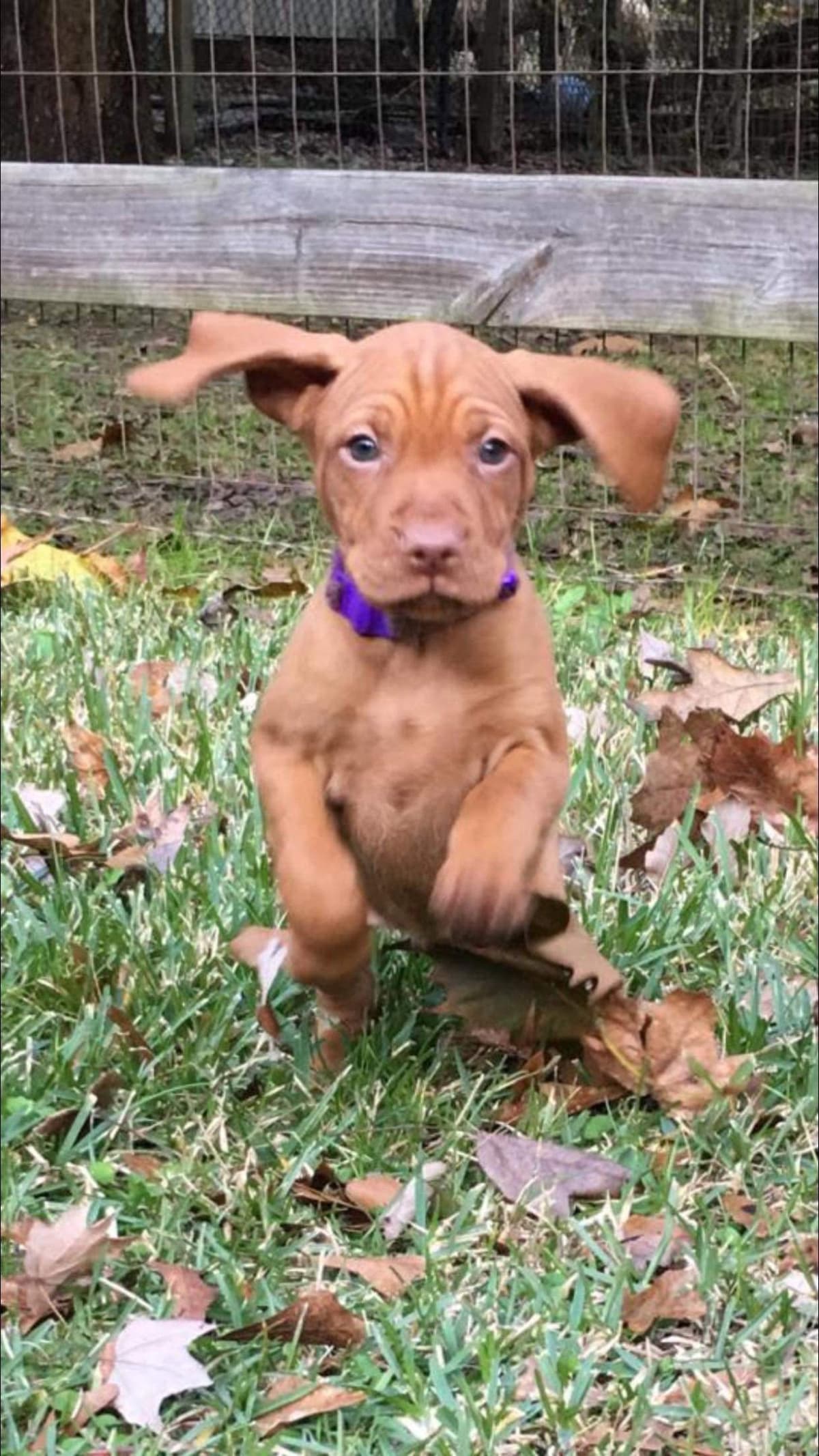 Vizsla Puppies breeder image 15