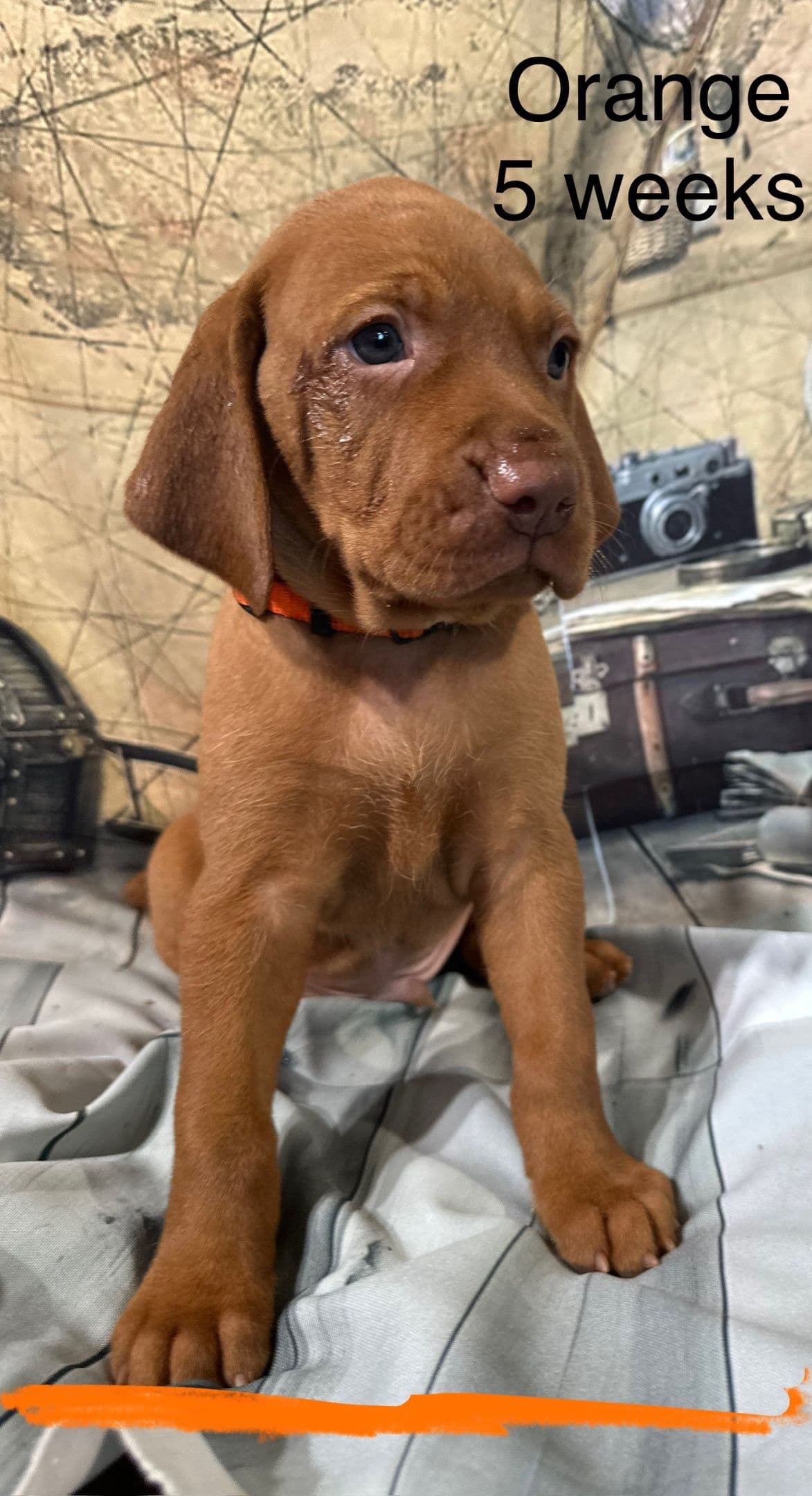 Vizsla Puppies breeder image 17