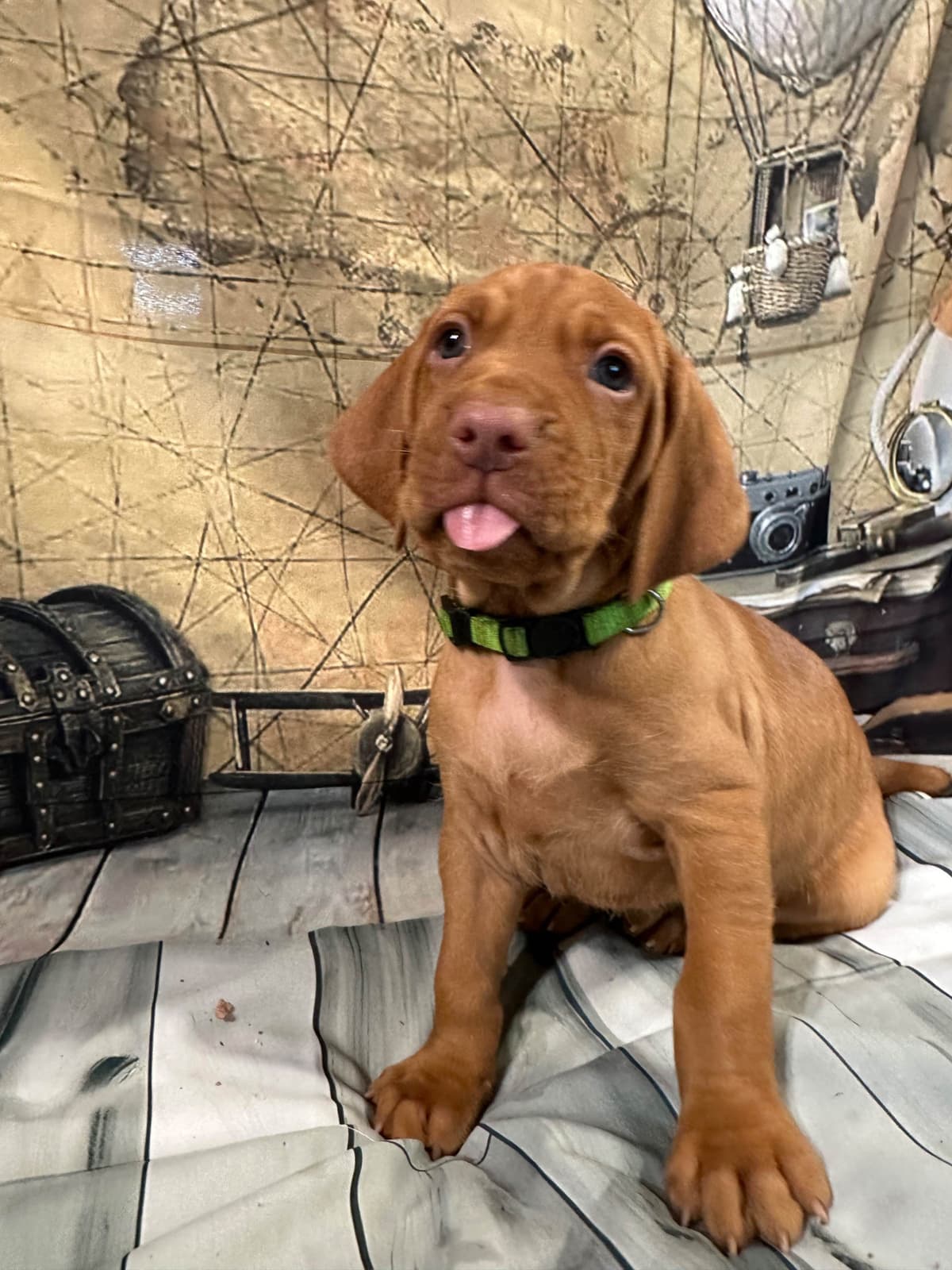 Vizsla Puppies breeder image 18