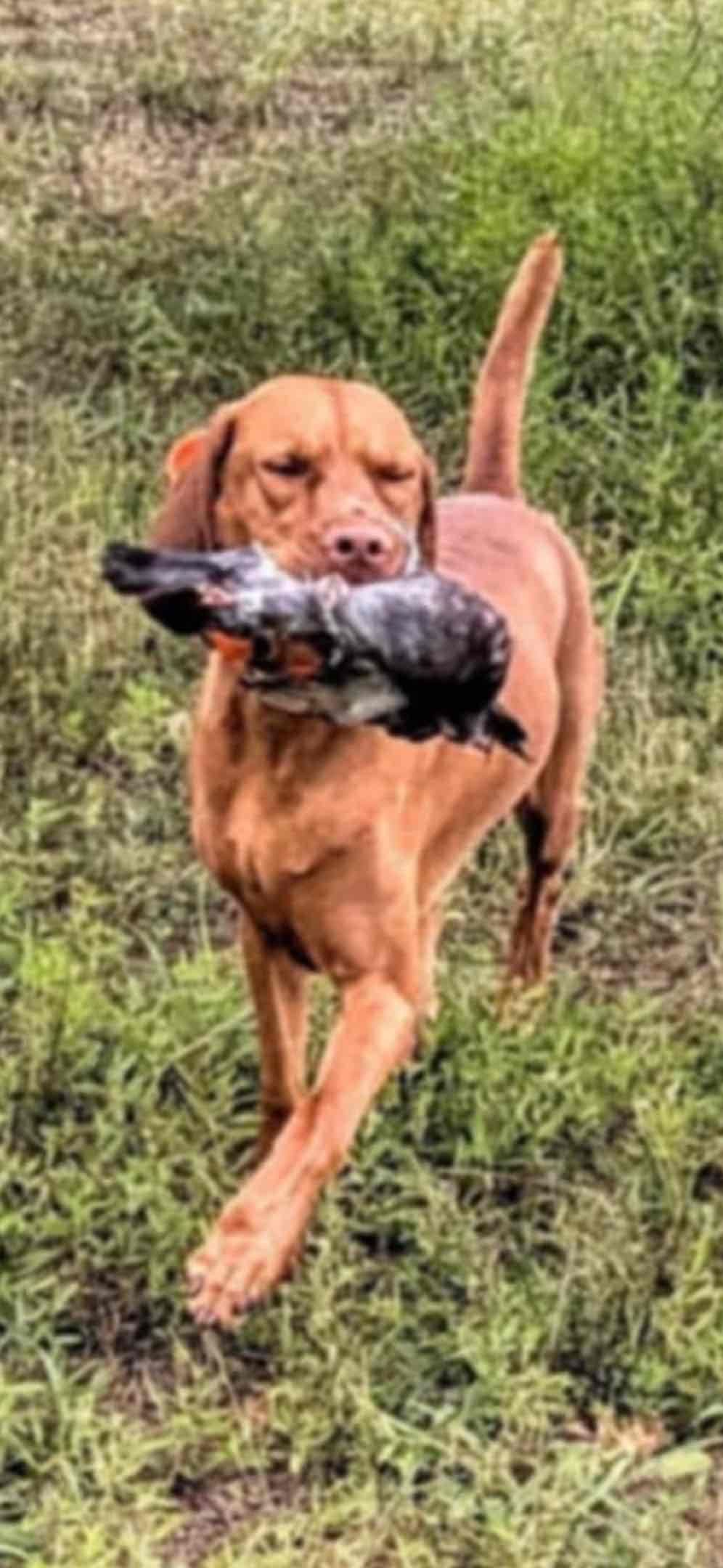 Vizsla Puppies breeder image 22
