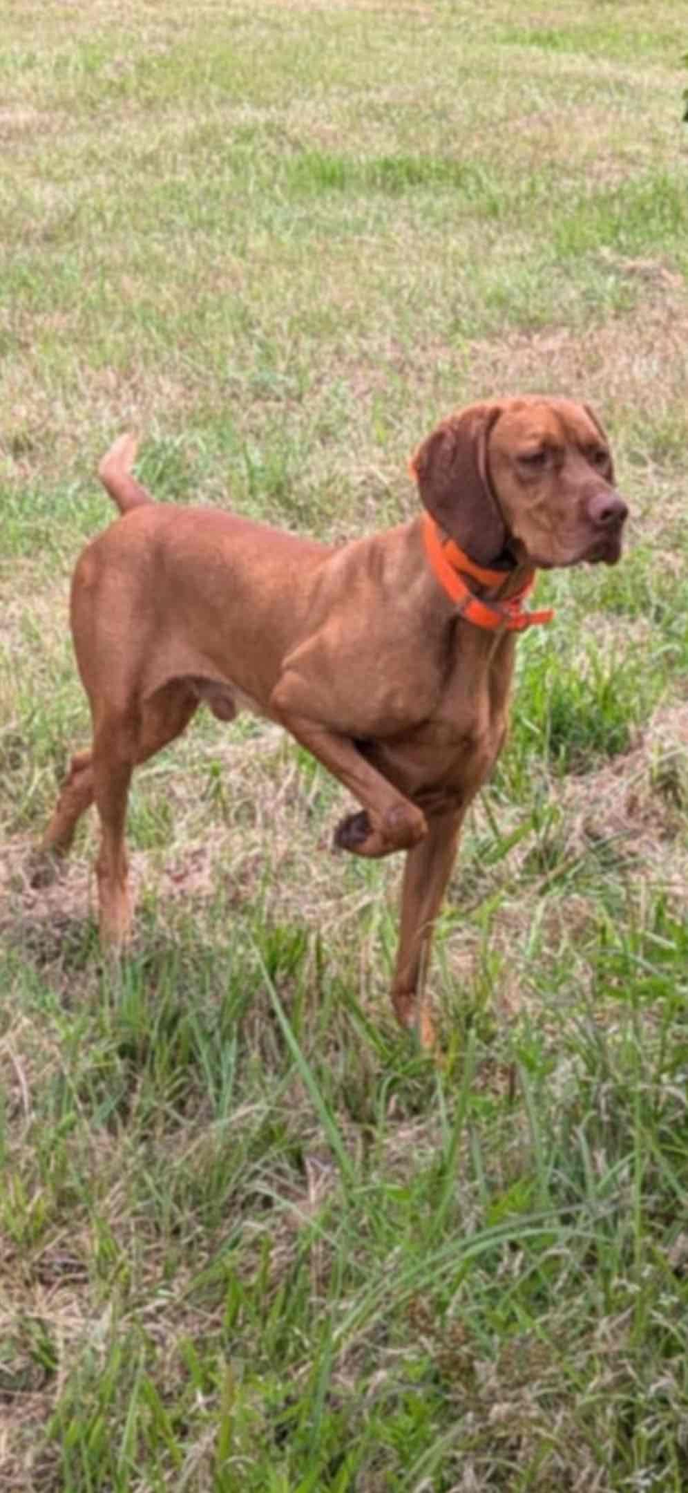 Vizsla Puppies breeder image 23
