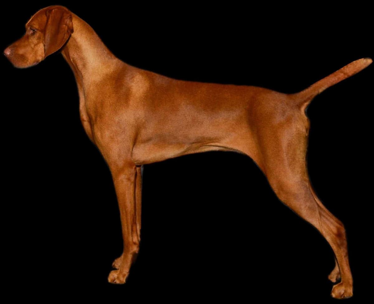 Vizsla Puppies breeder image 24