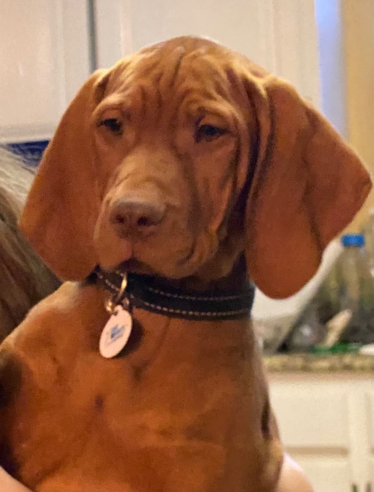 Vizsla Puppies breeder image 27