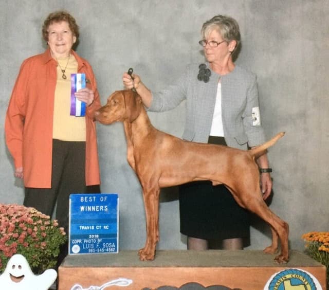 Vizsla Puppies media 2