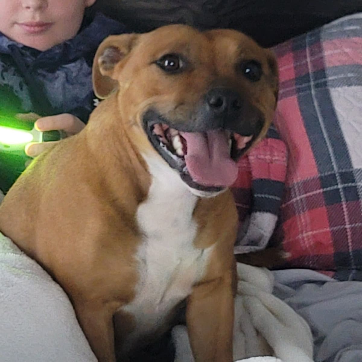 Staffordshire Bull Terrier Puppies breeder image 2