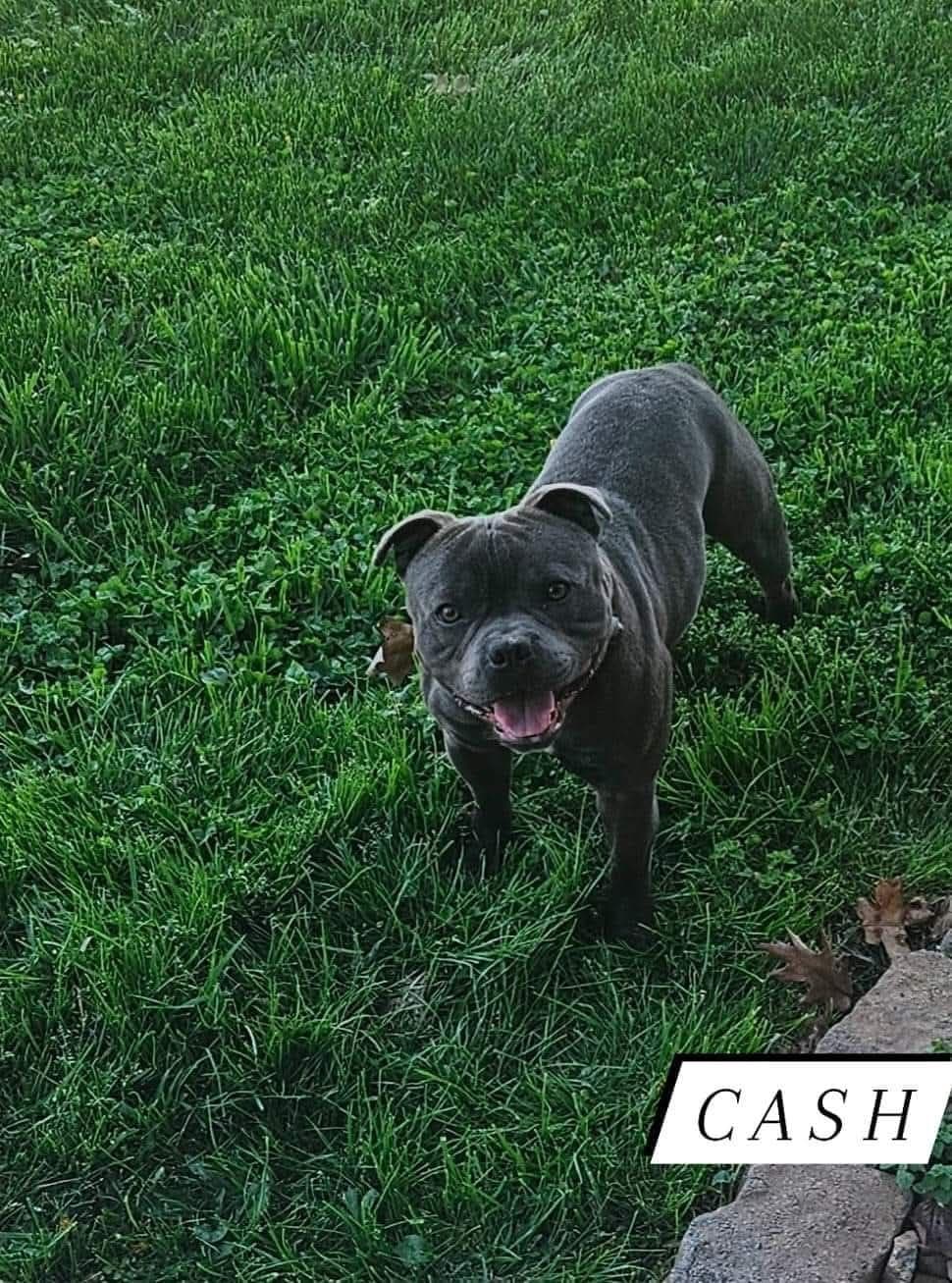 Staffordshire Bull Terrier Puppies breeder image 1
