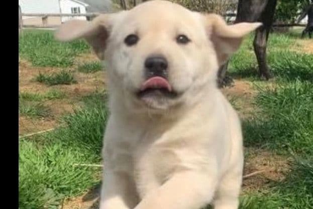 Labrador Retriever Puppies breeder image 2
