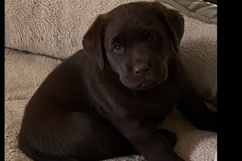 Labrador Retriever Puppies breeder image 3