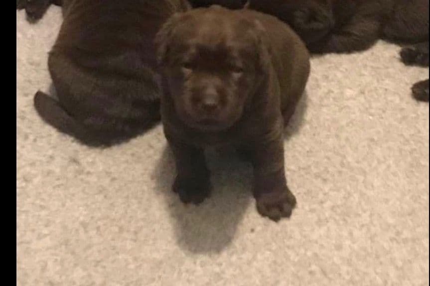 Labrador Retriever Puppies breeder image 4