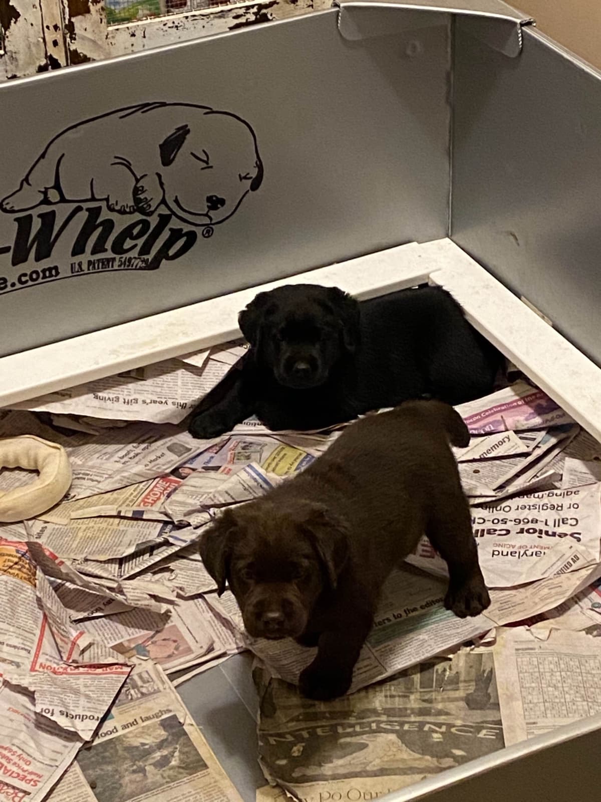 Labrador Retriever Puppies breeder image 5