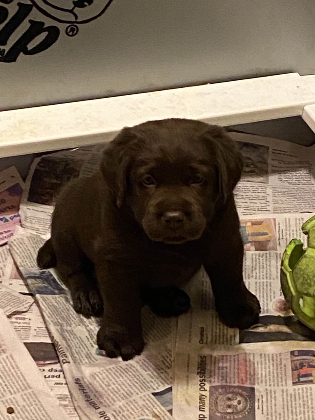 Labrador Retriever Puppies breeder image 7