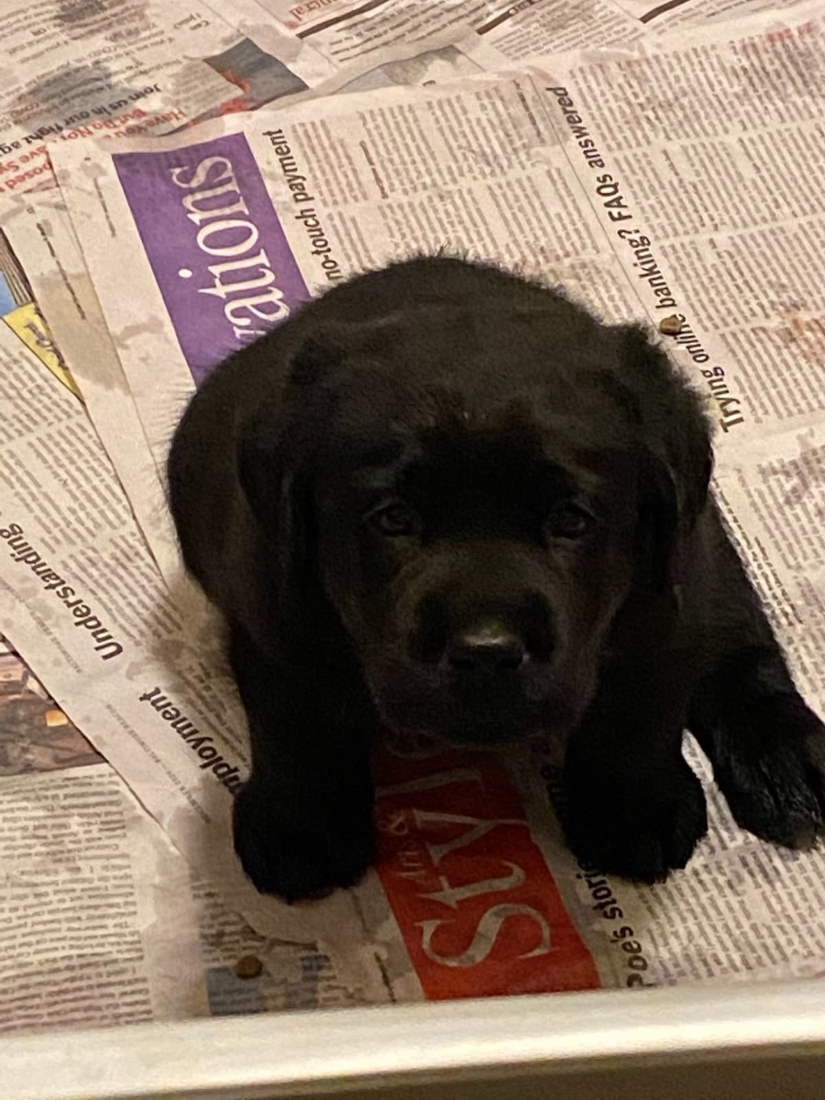 Labrador Retriever Puppies breeder image 6