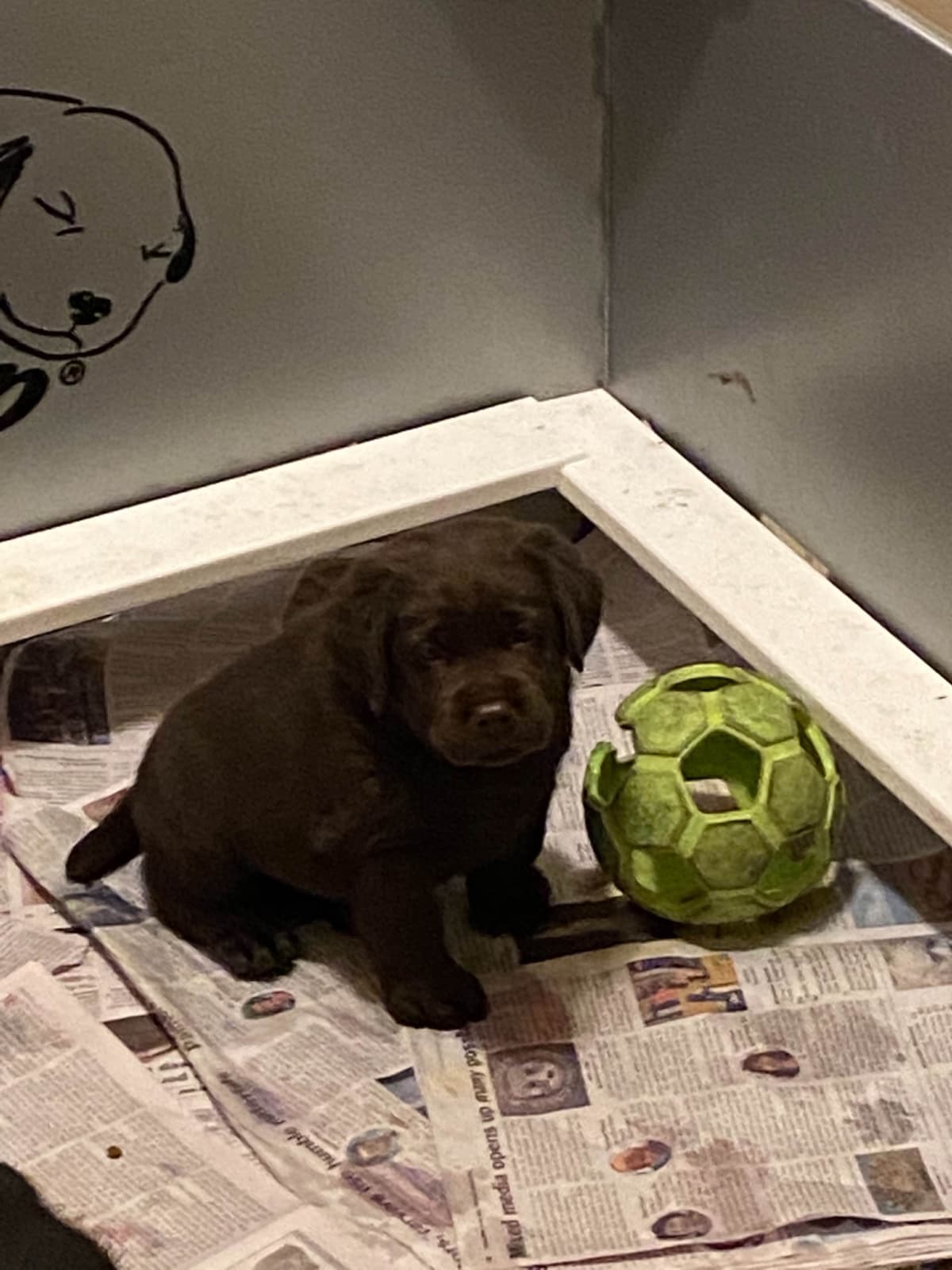 Labrador Retriever Puppies breeder image 8