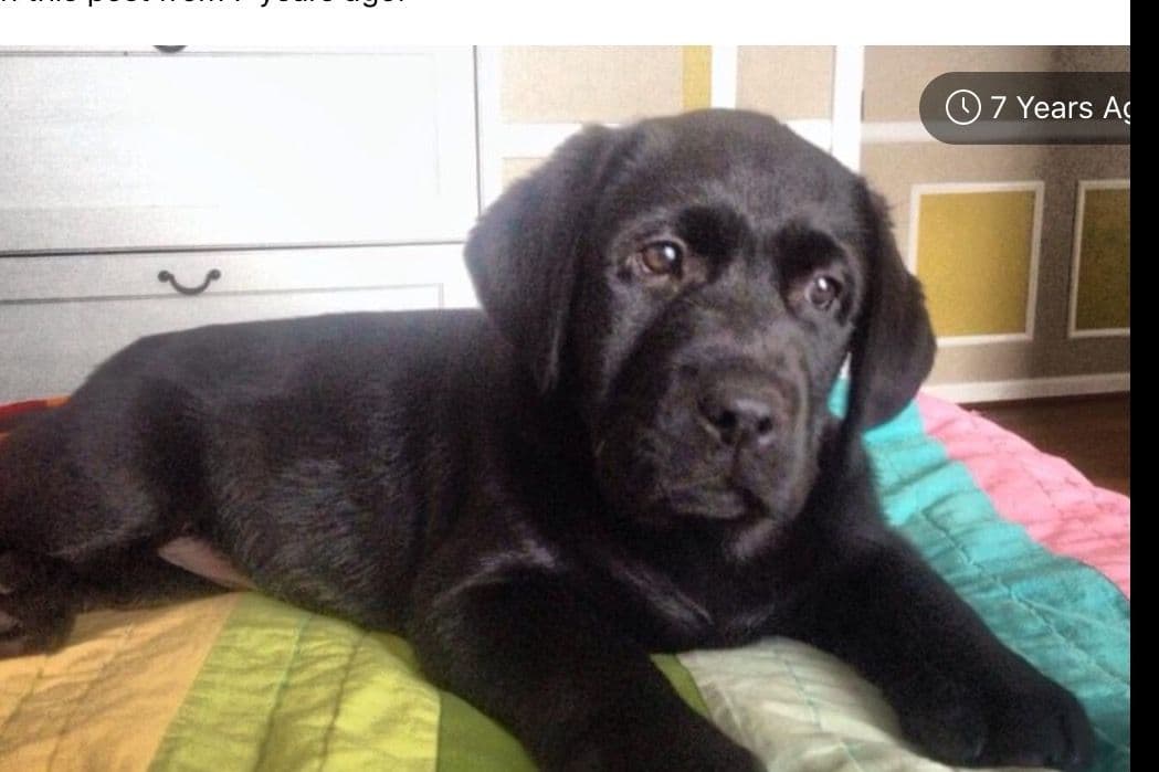 Labrador Retriever Puppies breeder image 1
