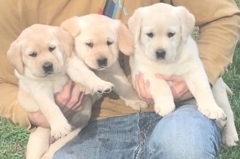 Labrador Retriever Puppies breeder image 9