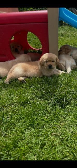 Labrador Retriever Puppies breeder image 10