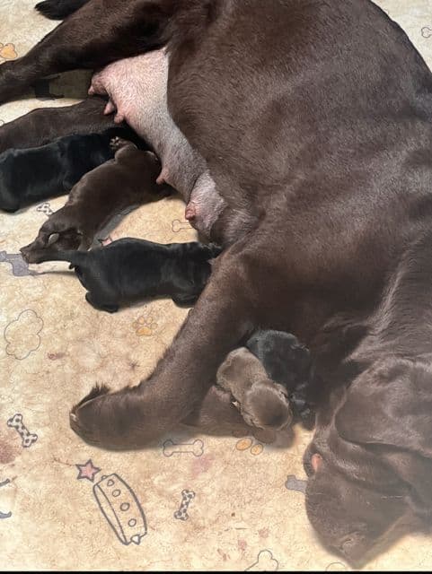 Labrador Retriever Puppies media 3