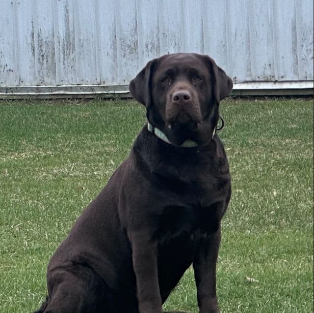 Labrador Retriever Puppies media 4