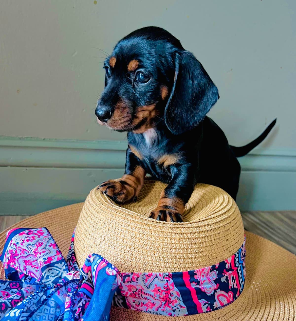 Dachshund Puppies (Mini) breeder image 1