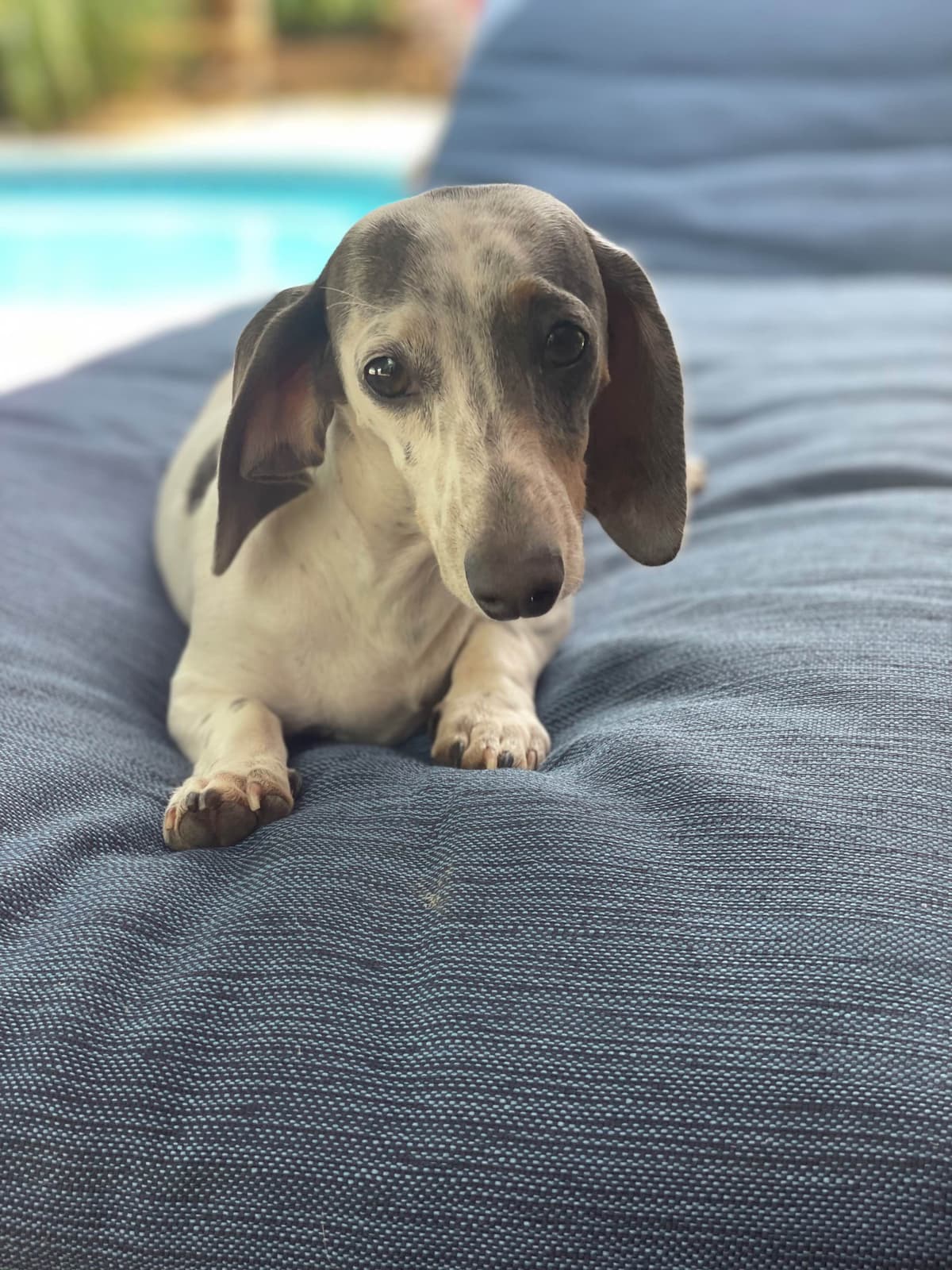 Dachshund Puppies (Mini) breeder image 3