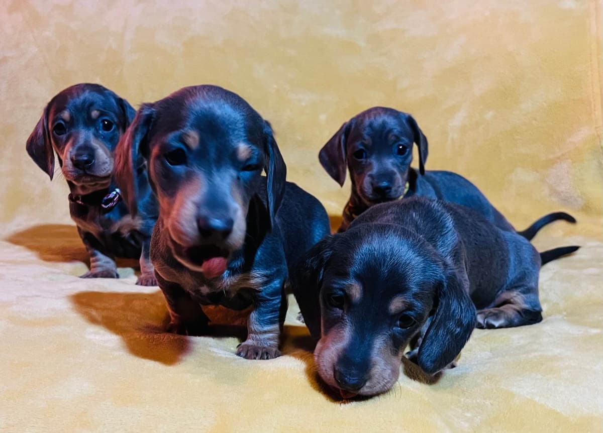 Dachshund Puppies (Mini) breeder image 4
