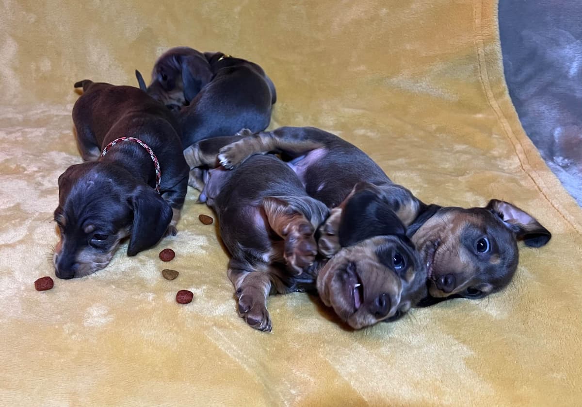 Dachshund Puppies (Mini) breeder image 5