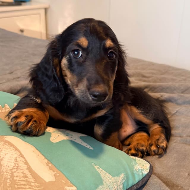 Dachshund Puppies (Mini) media 2