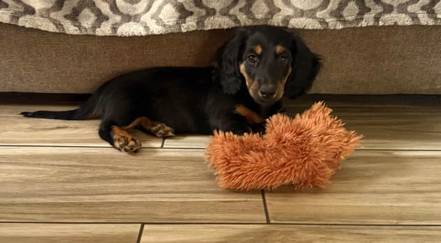 Dachshund Puppies (Mini) media 3