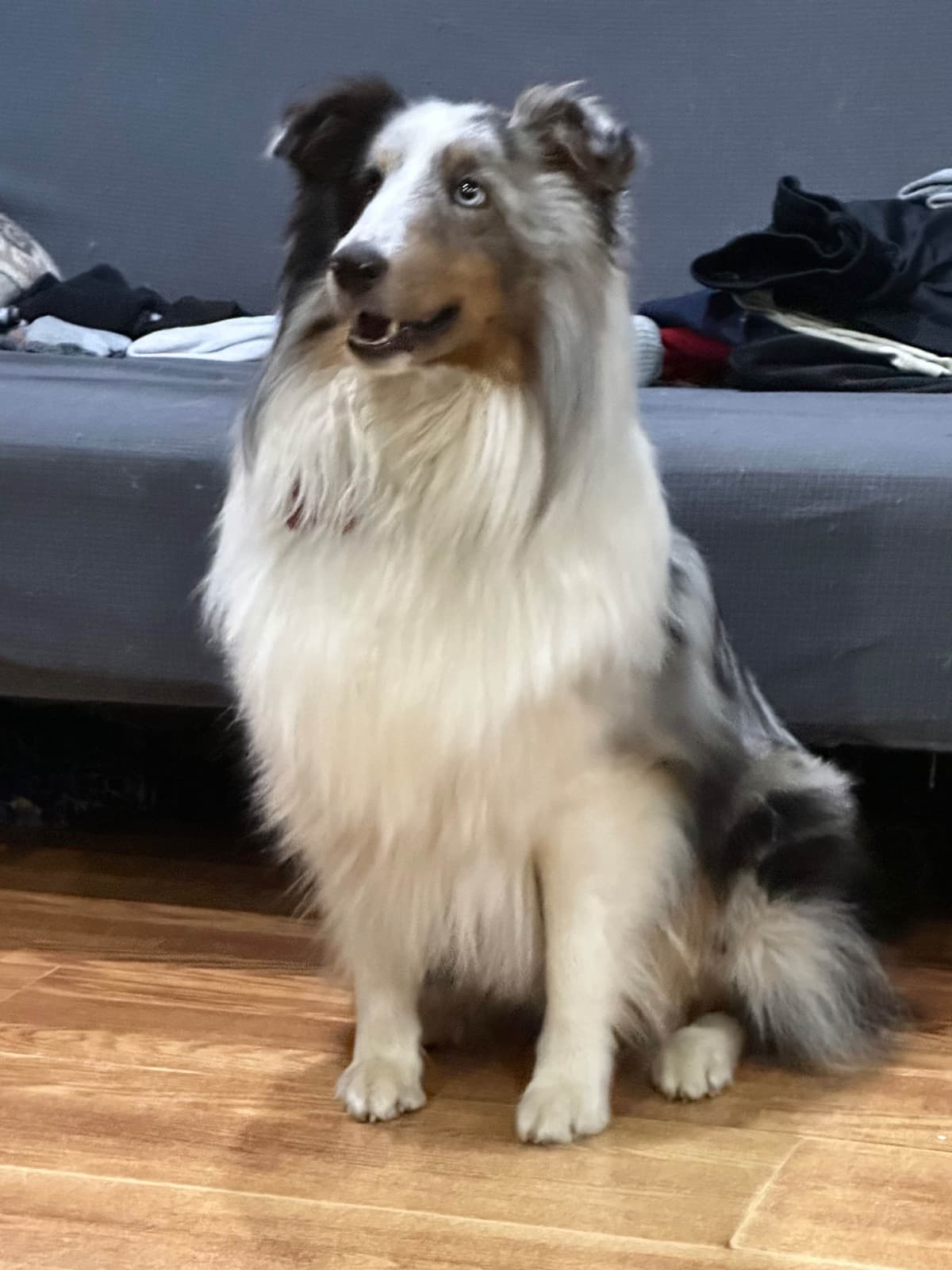 Shetland Sheepdog Puppies breeder image 1