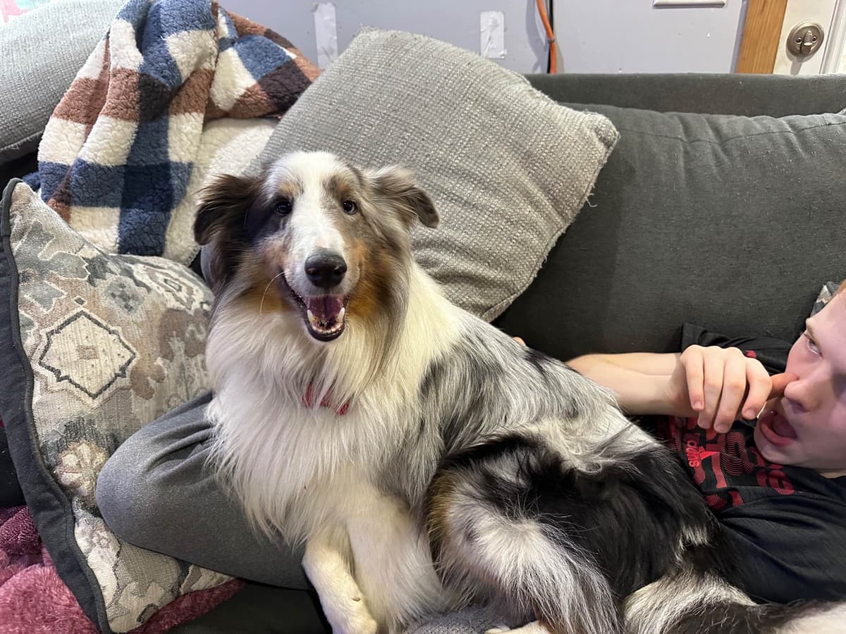 Shetland Sheepdog Puppies breeder image 2