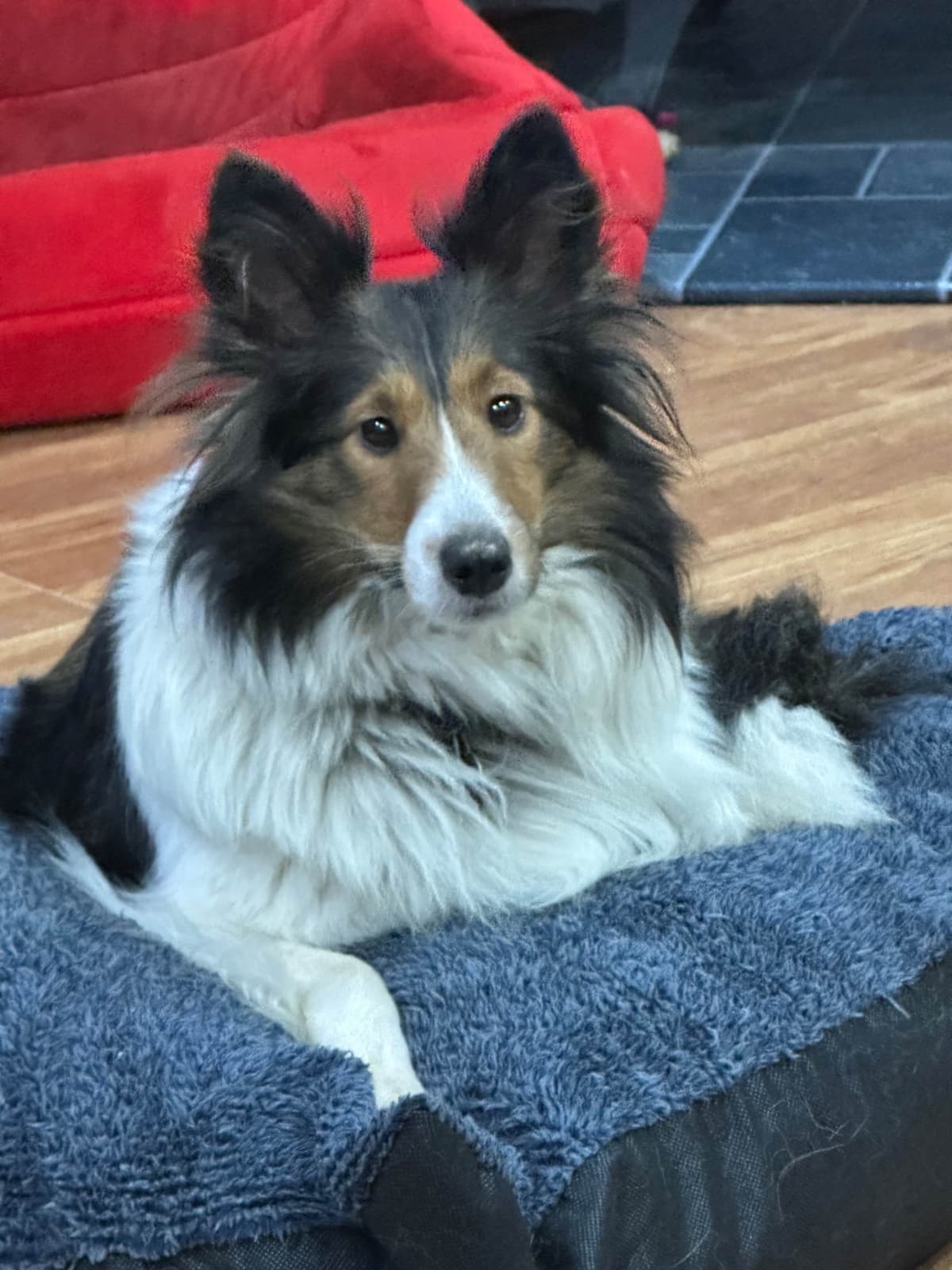 Shetland Sheepdog Puppies breeder image 3