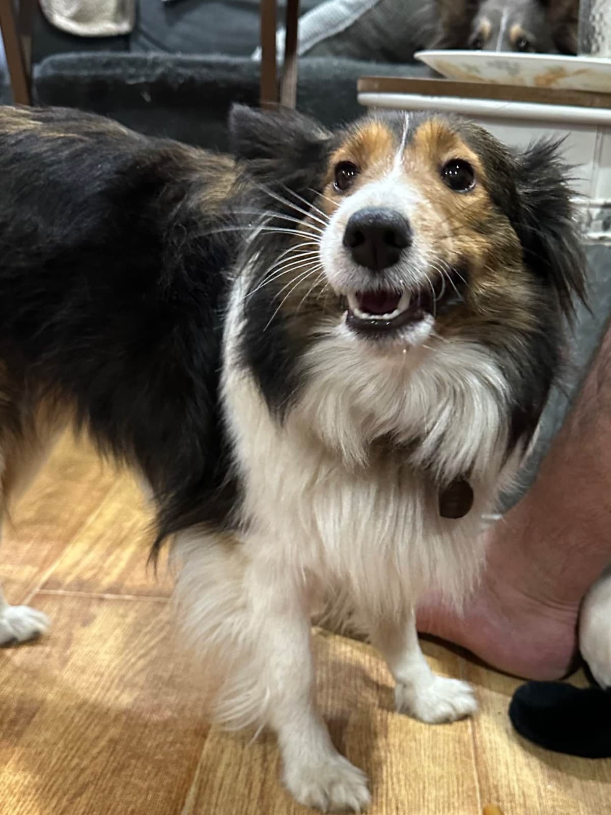 Shetland Sheepdog Puppies breeder image 4