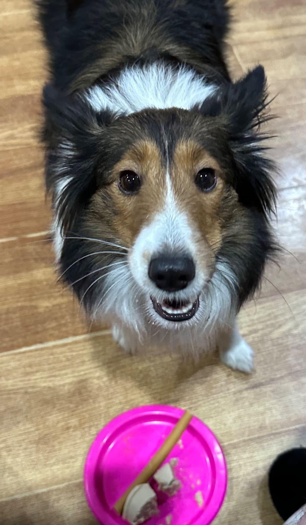 Shetland Sheepdog Puppies breeder image 5