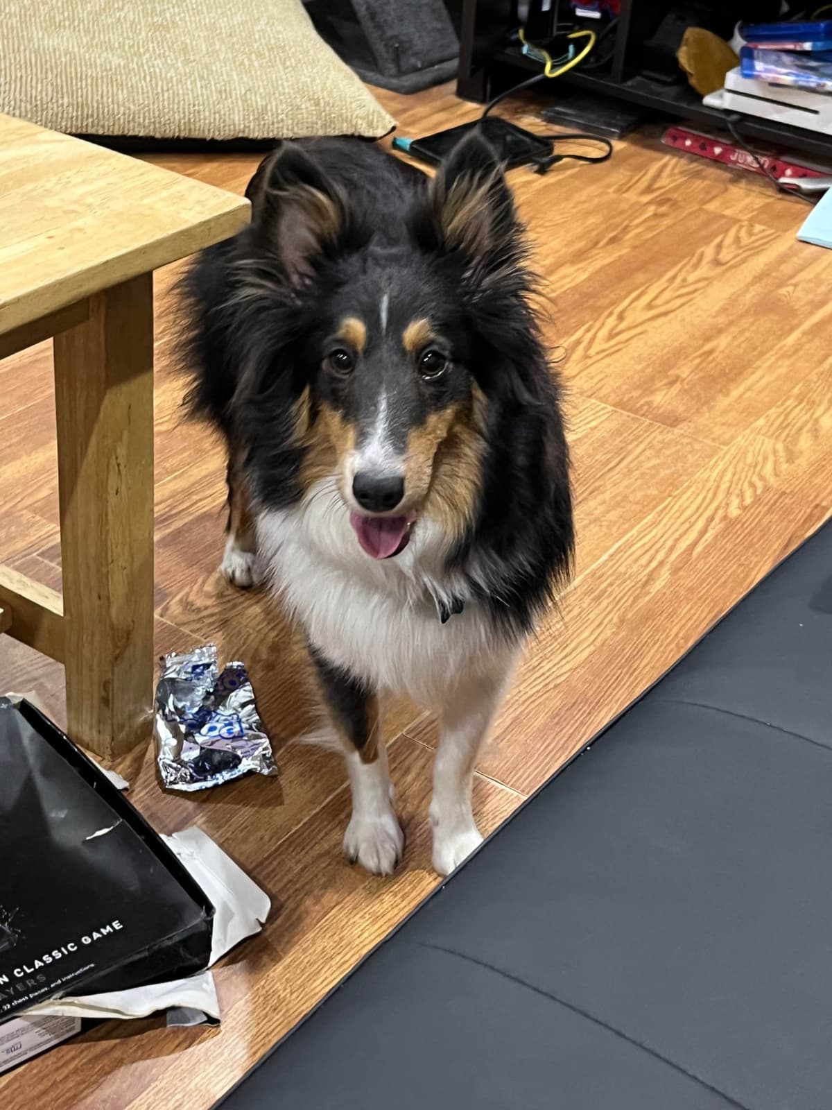 Shetland Sheepdog Puppies breeder image 6