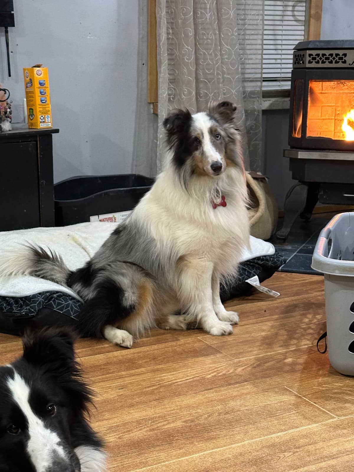 Shetland Sheepdog Puppies breeder image 7