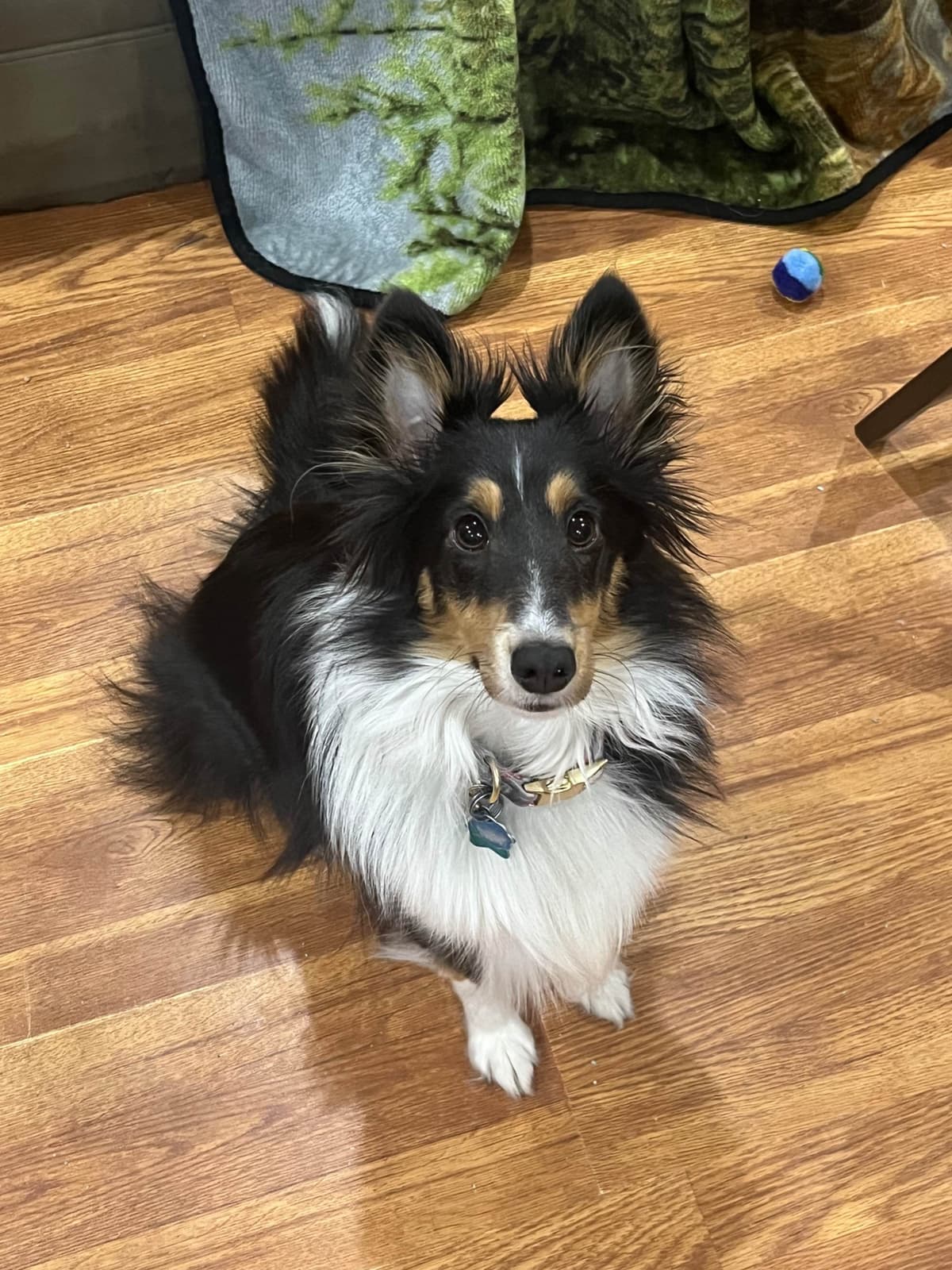 Shetland Sheepdog Puppies breeder image 8