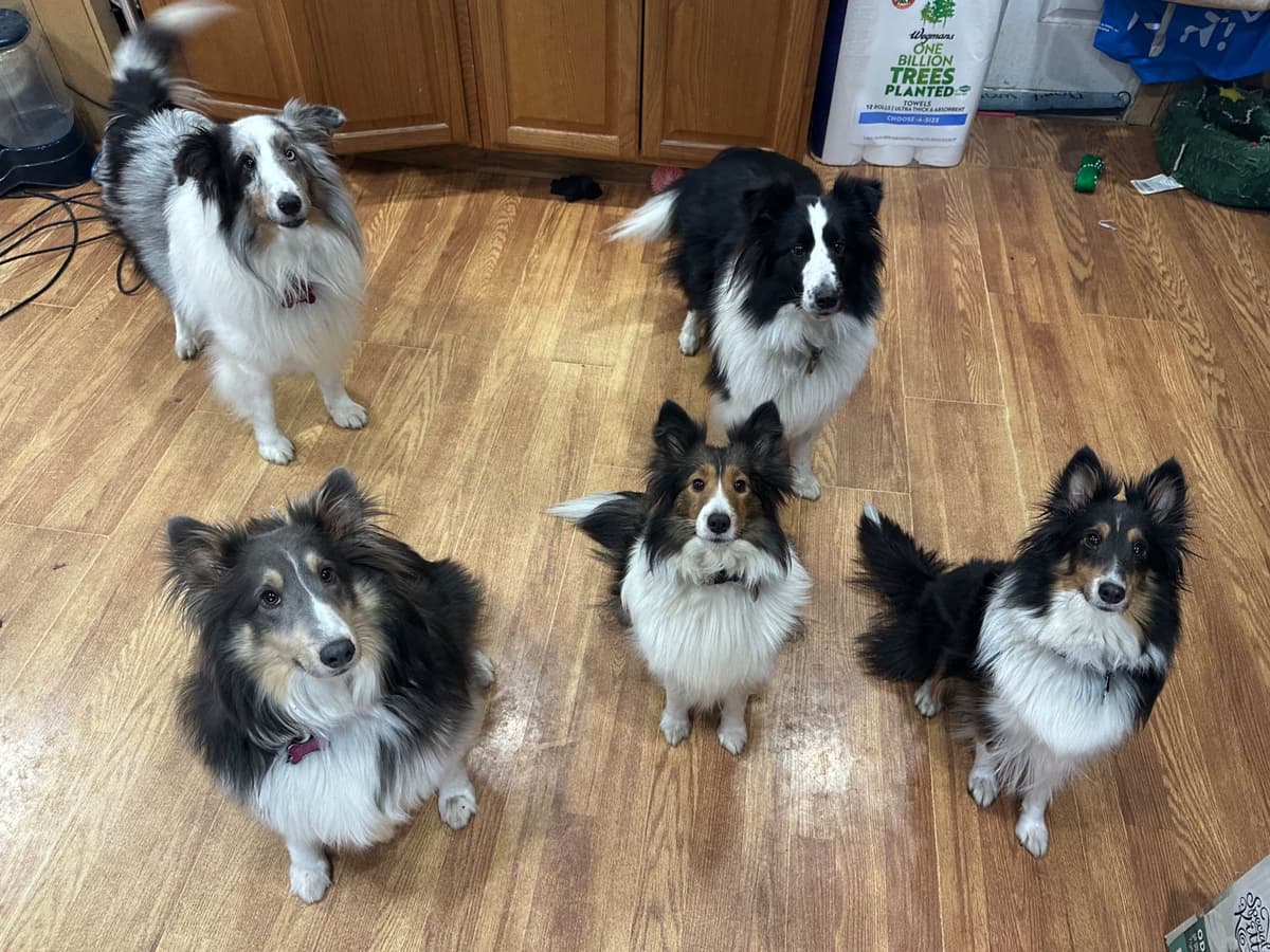 Shetland Sheepdog Puppies breeder image 9