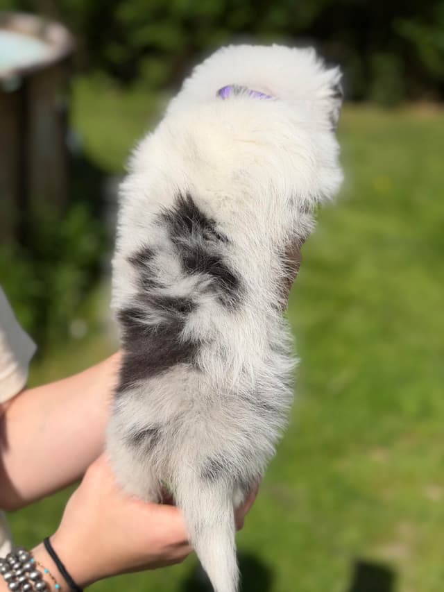 Shetland Sheepdog Puppies media 2