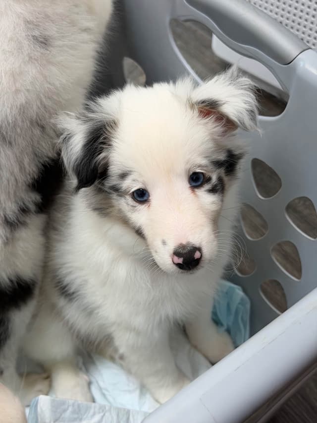 Shetland Sheepdog Puppies media 3