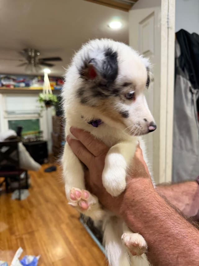 Shetland Sheepdog Puppies media 4