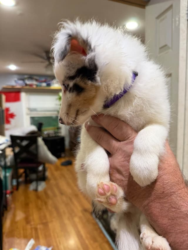 Shetland Sheepdog Puppies media 5