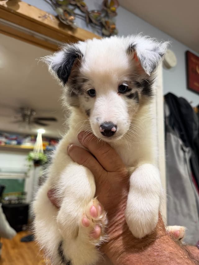 Shetland Sheepdog Puppies media 6