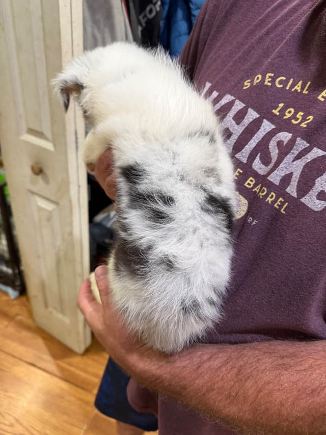 Shetland Sheepdog Puppies media 7