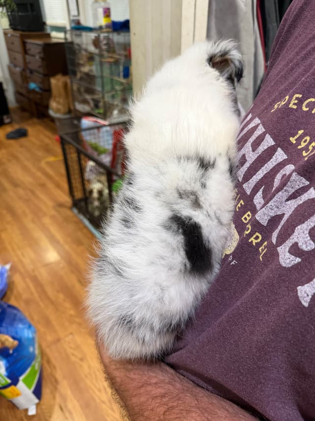 Shetland Sheepdog Puppies media 8