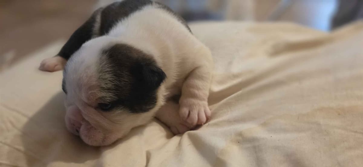 English Bulldog puppies 1 male 1 female left breeder image 4