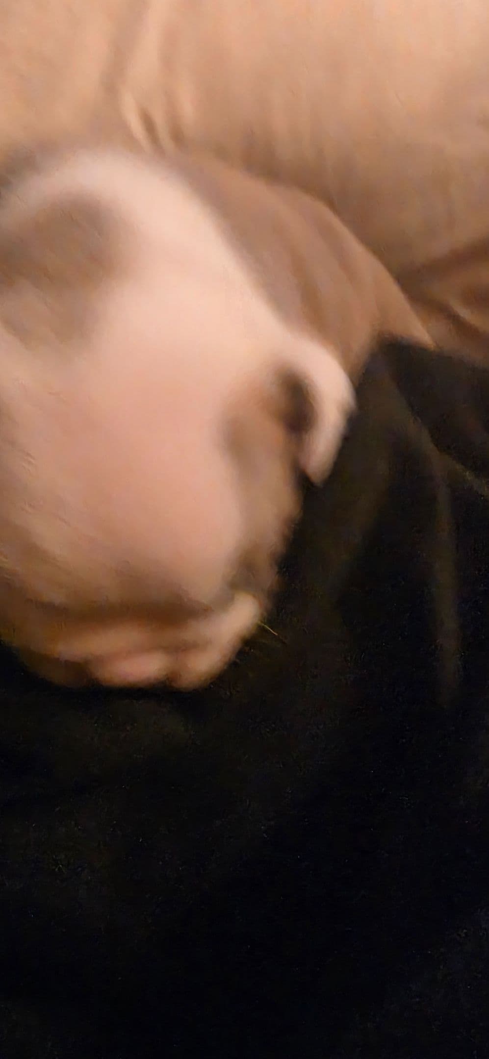 English Bulldog puppies 1 male 1 female left breeder image 5