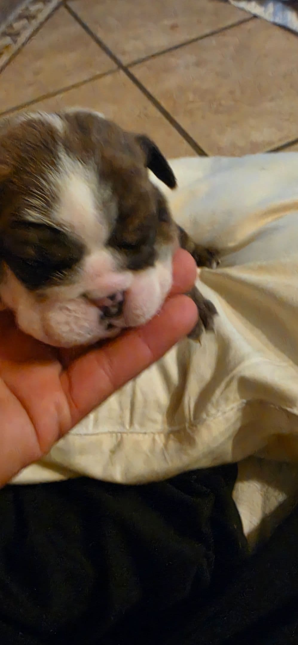English Bulldog puppies 1 male 1 female left breeder image 6