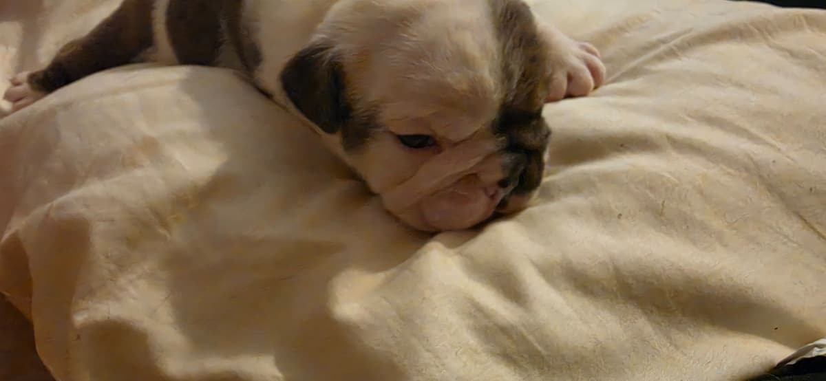 English Bulldog puppies 1 male 1 female left breeder image 7